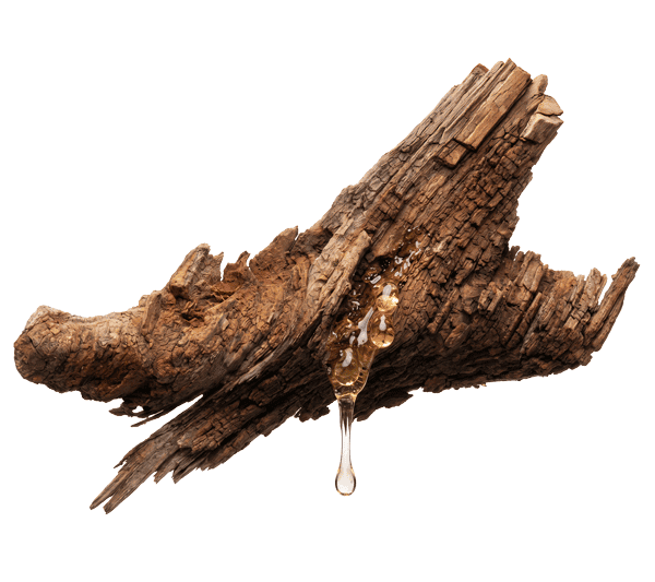 Home – Branch